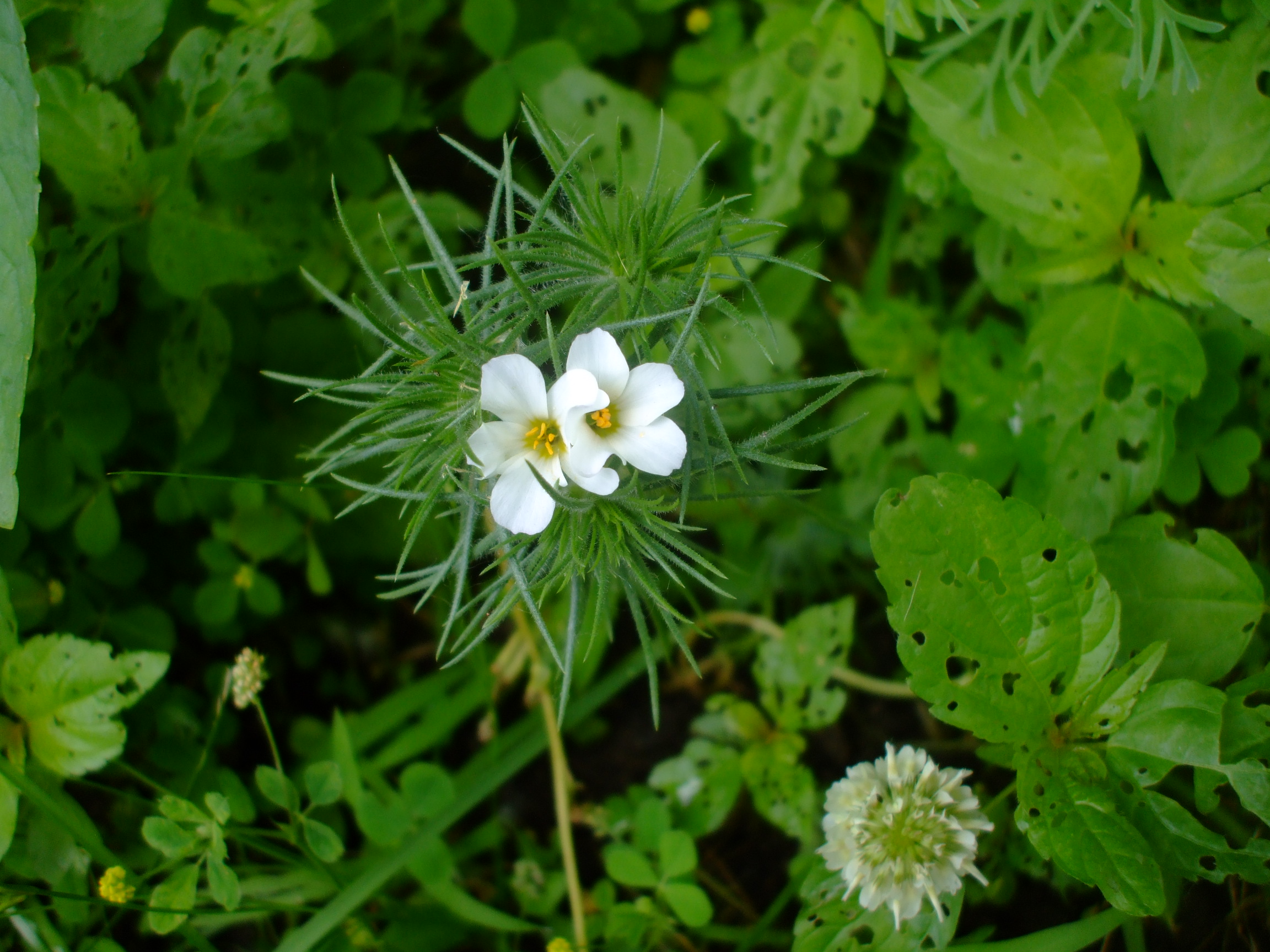 Linanthus grandiflorus